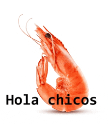 Hola Chicos GIF - Hola Chicos GIFs