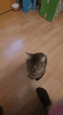 Cat Feline Ultrakill Parry Explosion GIF - Cat Feline Ultrakill Parry Explosion GIFs