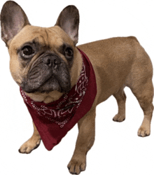 a french bulldog wearing a red bandana around his neck