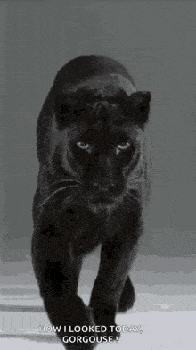 Stunning Black Panther GIF - Stunning Black Panther Elegant GIFs