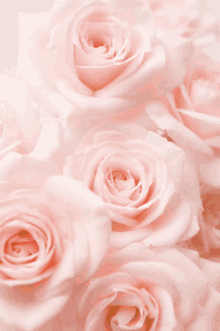 Pink Love Rose 7755 GIF