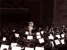 Cat Orchestra GIF - Cat Orchestra Musician GIFs
