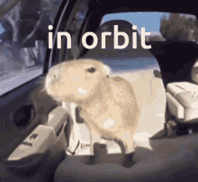 orbit capybara