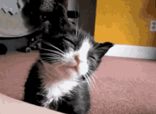 Que Soninho / Gatinho Dormindo / Sono GIF - Cat Sleepy Tired GIFs