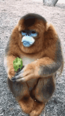 Monke Monkey GIF - Monke Monkey Orange GIFs