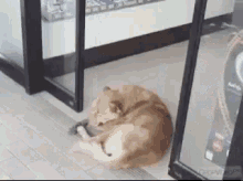Funny Animals Lazy Dog GIF - Funny Animals Lazy Dog Sliding Door GIFs