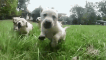 щенки лабрадора бегут по траве GIF
