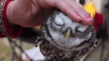 👀 GIF - Owl Bird Animals GIFs