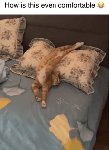 a cat is laying on a pillow on a bed with a caption that says how is this even comfortable