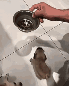 Puppy Eating GIF - Puppy Eating Dog GIFs