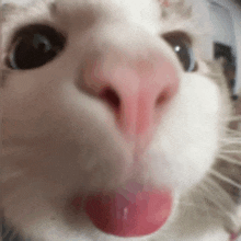 a close up of a white cat 's nose with its tongue out .