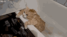 Fat Cat Trying Escape From Bath GIF - Cat Bath Fat GIFs