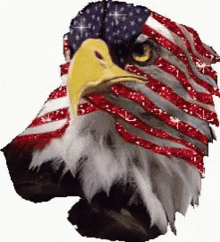 america usa eagle shining sparkles