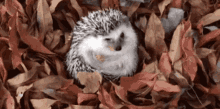 Hedgehog Love Hello November GIF - Hedgehog Love Hello November GIFs