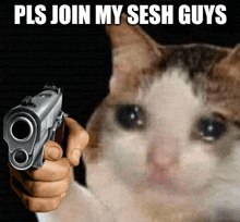 a cat is pointing a gun at someone with the words pls join my sesh guys below it
