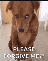 a brown dog is sitting on its hind legs in a bowl and asking for forgiveness .