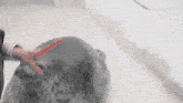 a person is petting a seal with a red hand