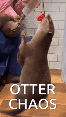an otter playing with a toy with the words otter chaos written below it