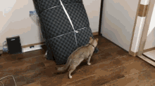 What Cha Looking For? GIF - Cat Kitten Hide And Seek GIFs