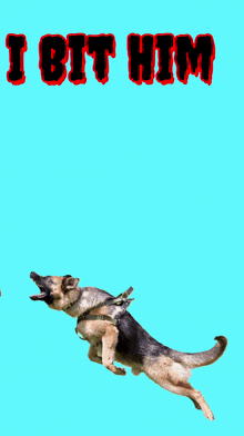 a german shepherd jumping in the air with the words i bit him i bit him