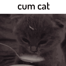 a picture of a cat drinking milk from a spoon with the caption cum cat