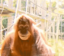 Orangutan Smile GIF - Orangutan Smile GIFs