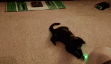 cat laser laughing hysterically