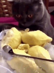 Food Coma Dying GIF - Food Coma Dying Cat GIFs