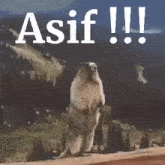 a groundhog is standing on its hind legs in front of a mountain and a sign that says asif !!!
