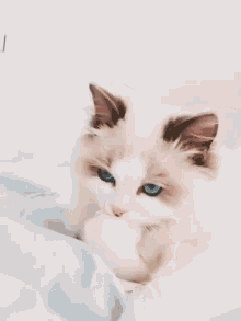Cat Cute Cat GIF - Cat Cute Cat Cat Stare GIFs