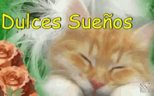 a picture of a cat sleeping with the words dulces suenos written above it