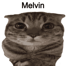 cat mellvin