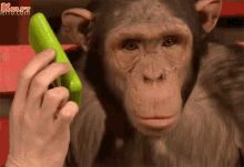 Hello Monkey GIF - Hello Monkey Animals GIFs
