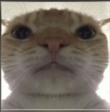 a close up of a cat 's face with a serious look on its face