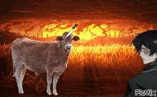 a picture of a cow with a knife in its horn and a man standing in front of it with the word picmix on the bottom