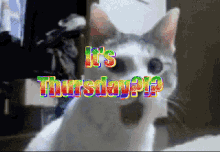 Its Thursday Cat GIF - Its Thursday Thursday Cat GIFs
