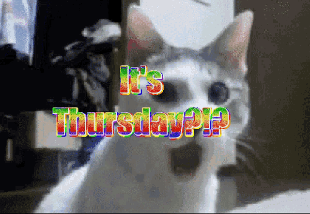 Grumpy Cat Thursday GIF