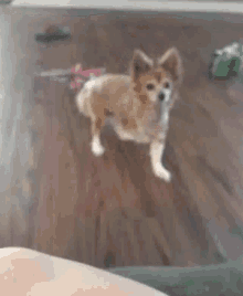 a small brown and white dog is walking on a wooden floor