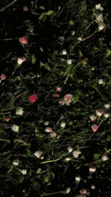 forming daisies blooming wild flowers