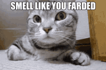 wow you smell nice cat fart fard smell
