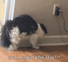 Cat Erm What The Flip GIF