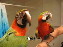 Shushing Macaw Parrot GIF - Sshh Quiet Be Quiet GIFs
