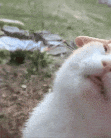 a close up of a cat 's face looking at the camera