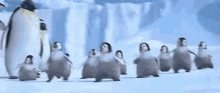 Penguins Dancing GIF - Penguins Dancing Cute GIFs