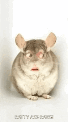 a chinchilla with a surprised look on its face and the words ratty ass rats written below it .