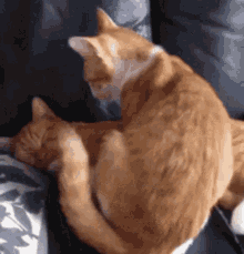 Cats Snuggle GIF