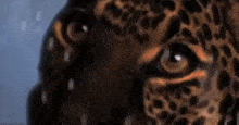 a close up of a leopard 's face with a blurred background .