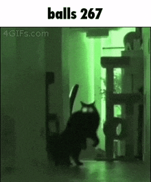a black cat is walking in a hallway with the words balls 267 above it .