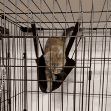 a cat in a cage with a hammock attached to it