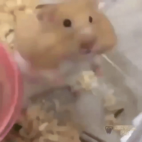 hamster-cute.gif